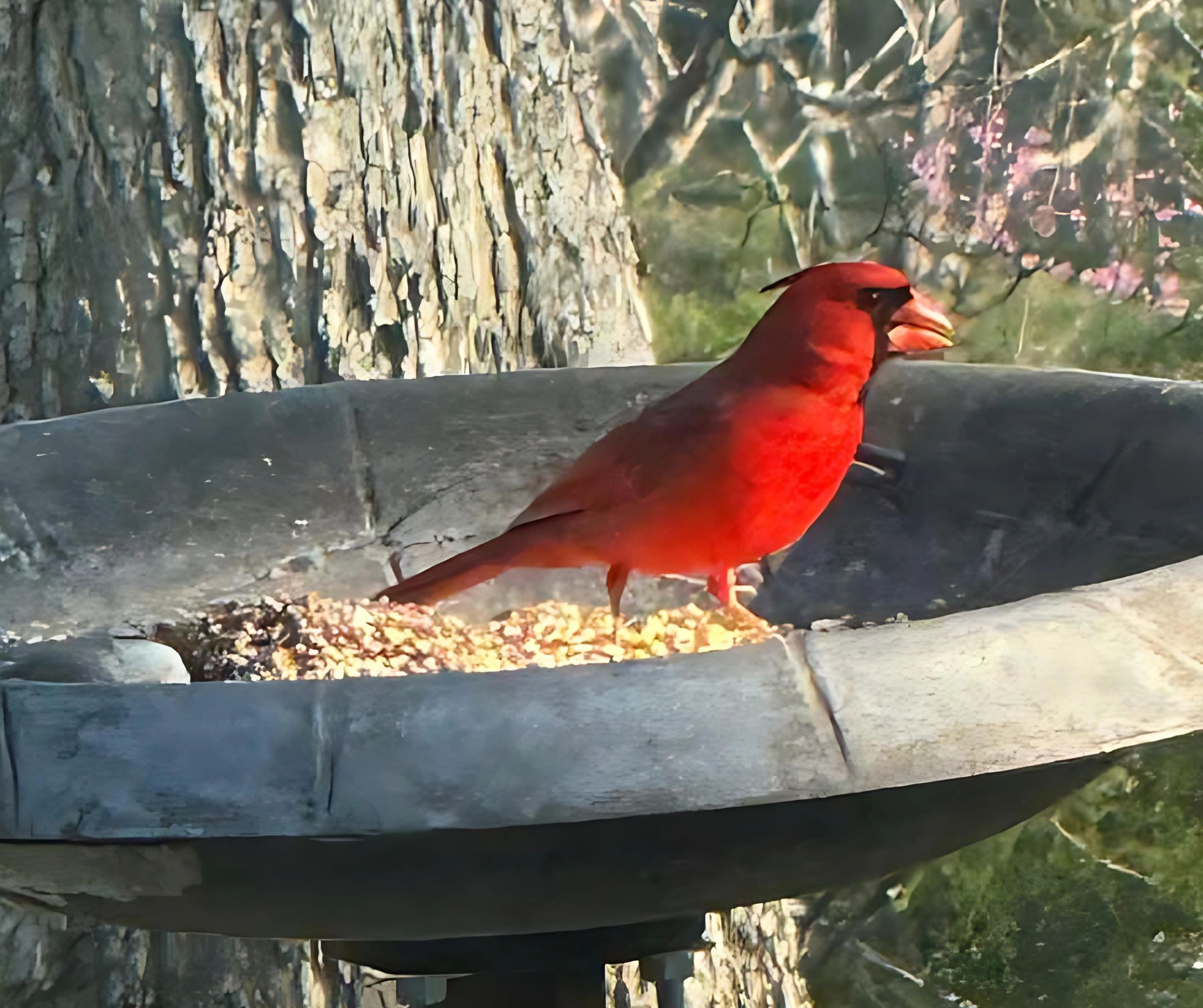 Vibrant red cardinal perched at a bird feeder