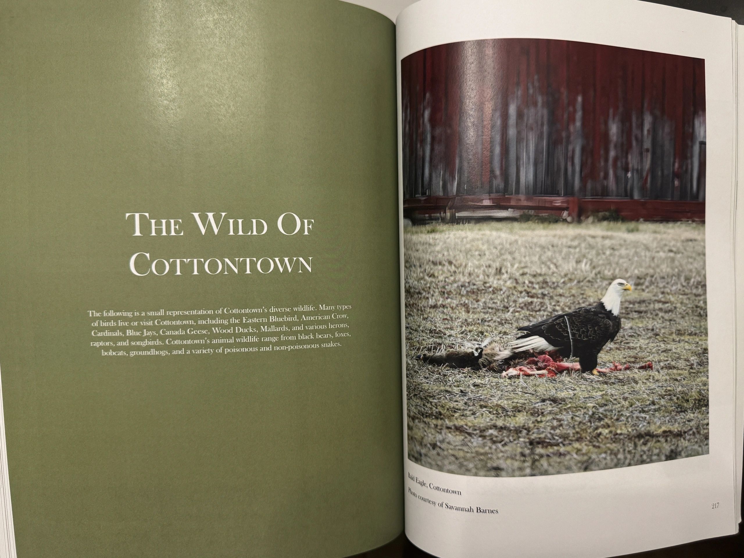 The Wild of Cottontown — bald eagle and wildlife chapter spread